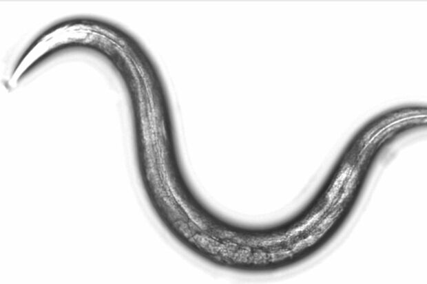 体長約1ミリの嗅覚に優れた線虫『シー・エレガンス』が、がんのニオイを検知する