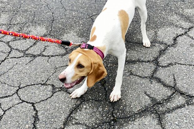 首輪のほうがコントロールしやすいが犬にとっては首に負担がかかりやすい（写真はイメージです）