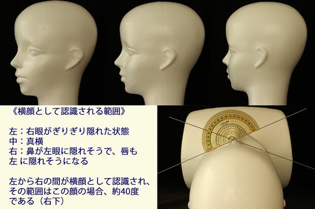 図2：横顔として認識される範囲　出典／馬場悠男『「顏」の進化』（講談社ブルーバックス）
