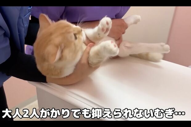 採血を抵抗する猫にカメラを回し続ける様子が炎上(『もちまる日記』YouTubeより)