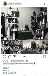 母の日には母への感謝を綴っていた（芦名星さんのものと思われるインスタグラム）