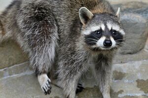 ブーム終息後、害獣として駆除の対象となったアライグマ