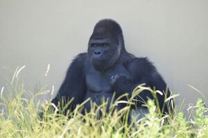 キヨマサの父で、”イケメンすぎるゴリラ”として圧倒的な認知度を誇るシャバーニ(名古屋市東山動植物園公式SNSより)