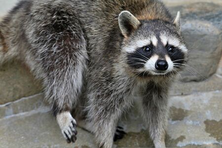 アライグマも害獣として駆除の対象となっている