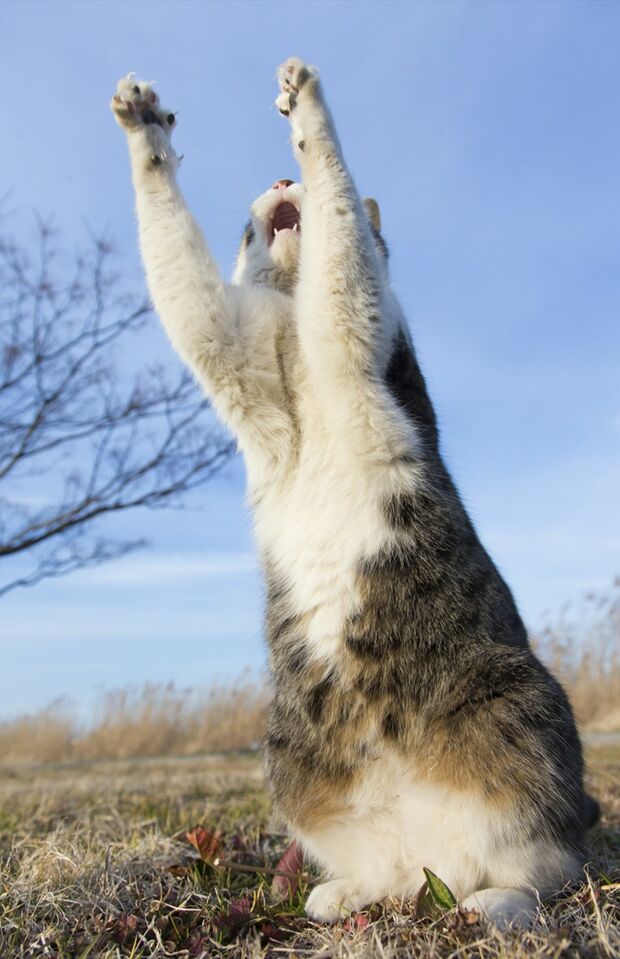 『ニャン生訓』より（写真：沖昌之）