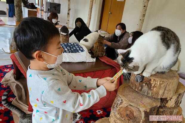 ぺットの里では保護猫と触れ合えるカフェなども併設