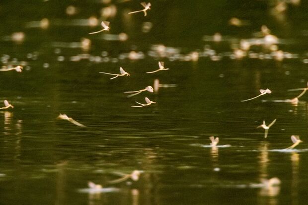 モンカゲロウ◆孵化してから数日しか生きられない。しかも口がなく食事ができないため、第一優先は、遺伝子を残すためにつがいを見つけること