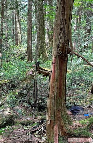 よく目を凝らせば樹海のあちこちにロープ、衣類などが点在する