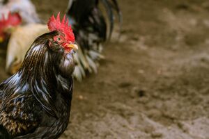 ※写真はイメージです