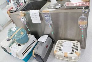 ベッドは足りなかったが、弱った犬や猫はケージに入れたままですぐに点滴が打たれた