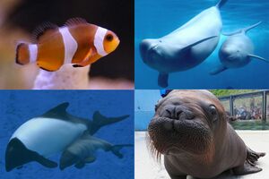左上から時計回りにカクレクマノミ、スナメリ、セイウチ、イロワケイルカ
