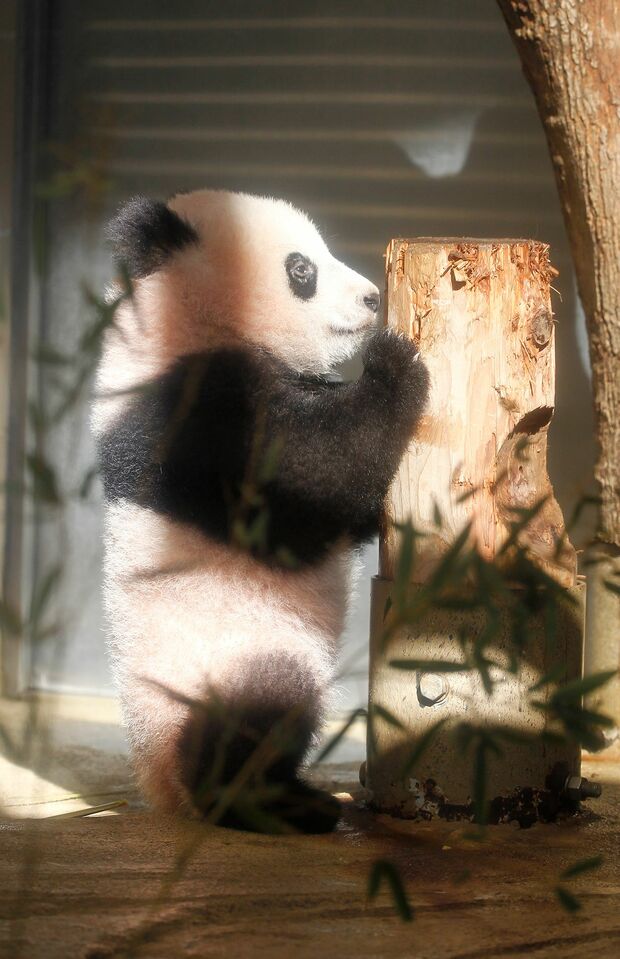 切り株より大きくなった！（撮影／JMPA）