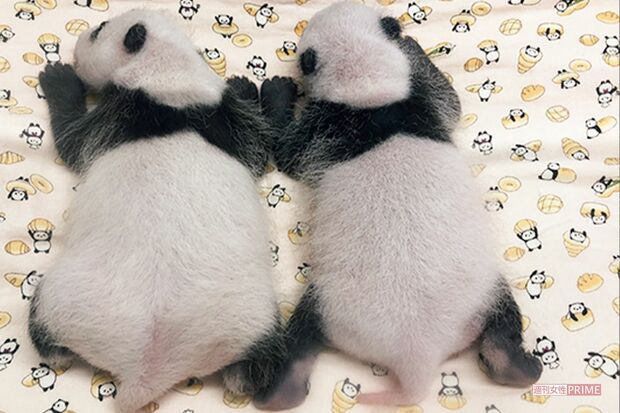 シンシンが1頭の世話をしている間、もう1頭は保育器内で飼育管理。メス（左）、オス（右）が判明し、すくすく成長中（同7月20日撮影）写真／（公財）東京動物園協会提供