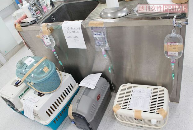 ベッドは足りなかったが、弱った犬や猫はケージに入れたままですぐに点滴が打たれた