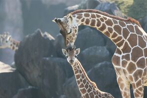 九州自然動物公園アフリカンサファリ　アミメキリンの男の子、モモタ
