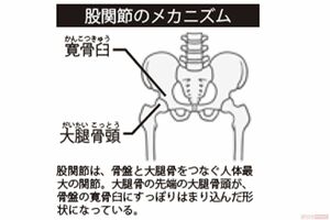 股関節のメカニズム