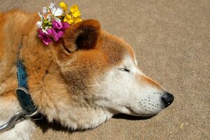 飼い主にとっては生前と変わらない愛しい姿でも、他人にとっては「見せられたくない」場合も※写真はイメージです