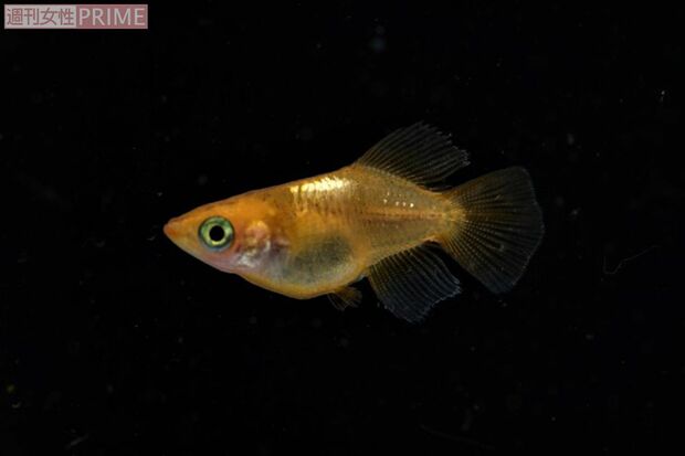 朱色系光ダルマメダカは店頭に出すとすぐに売り切れてしまう人気の種類