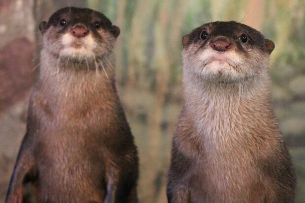 サン&ソラ(コツメカワウソ)@新屋島水族館