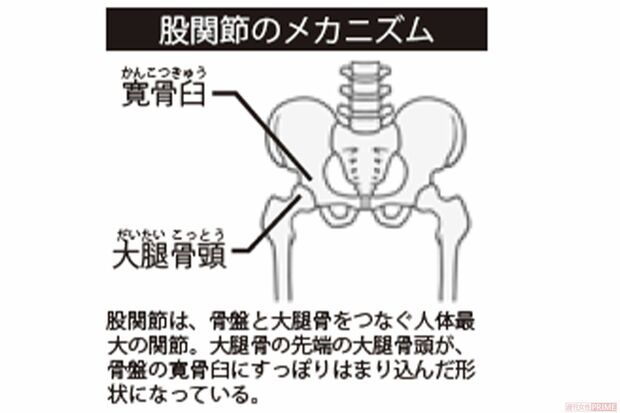 股関節のメカニズム