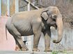 アフリカゾウに比べて人に馴れやすいアジアゾウは日本の動物園でおなじみ。国際自然保護連合(IUCN)のレッドリストで絶滅危惧種に指定されている