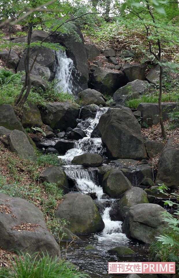 木々の中で流れる都会の滝の水の音に癒される　撮影／渡邉智裕