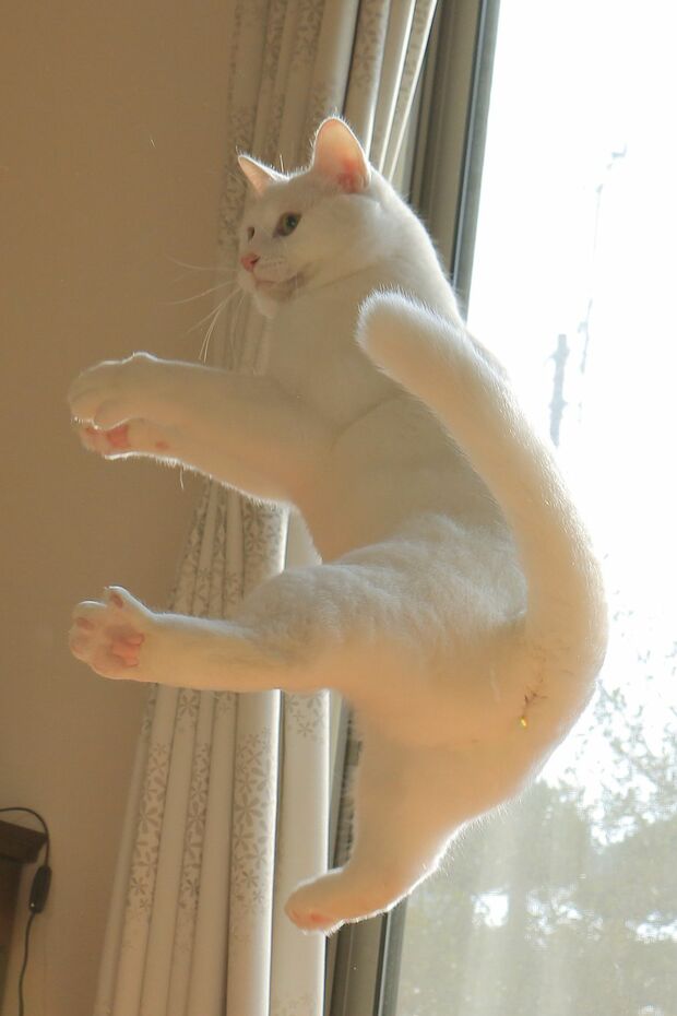 体をキュッとひねって、ミルコは相変わらずジャンプ姿が華麗。さすが無重力ねこ！　(c)瀬戸にゃん ちさ　(c)ねこ休み展