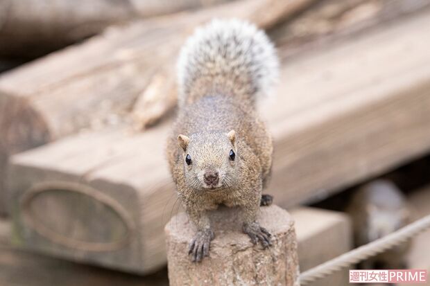 町田リス園のリス