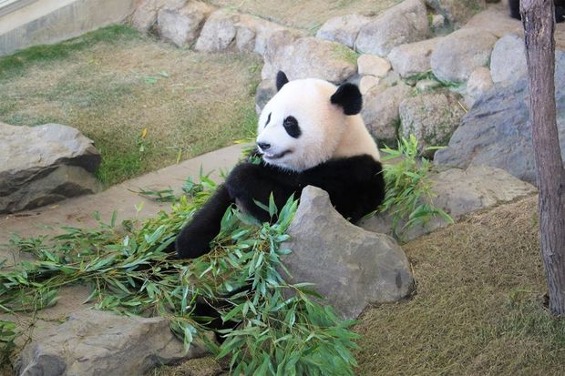 本場 中国で人気のパンダは ふてぶてしい態度 が大ウケの フワちゃん 系 週刊女性prime