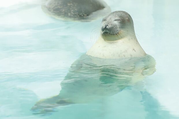 水面で幸せそうにしている姿のアラレちゃんもとてもかわいいです（桑田さん）