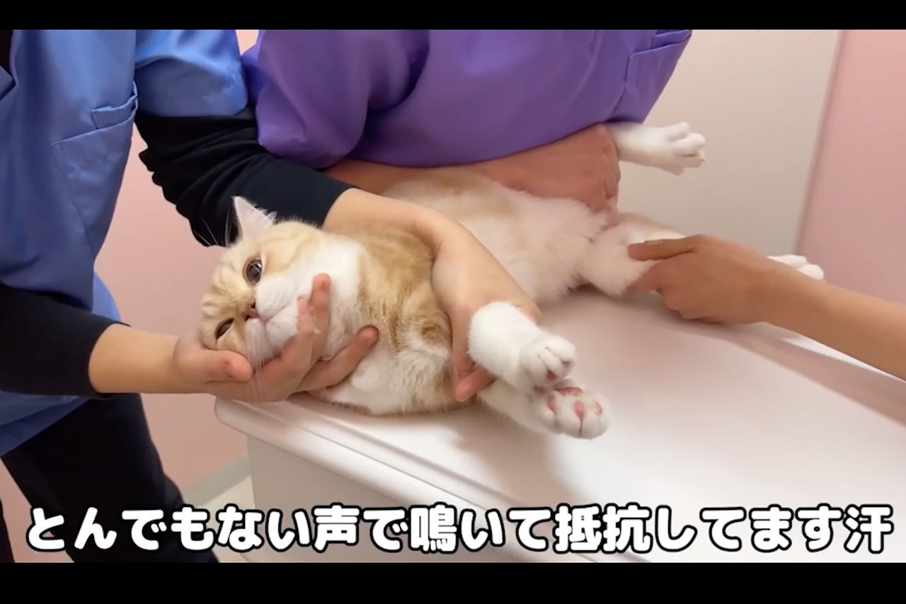 再生数ギネスの猫YouTuber・もちまる、再生数欲しさの“動物虐待”疑惑で飼い主・下僕が炎上 数々の余罪に「タイアップ企業が抱えるリスク」 |  週刊女性PRIME