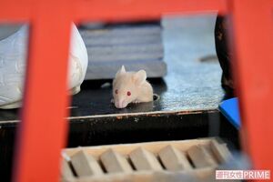 初日の出ならぬ“ネズミの出”　撮影／渡邉智裕