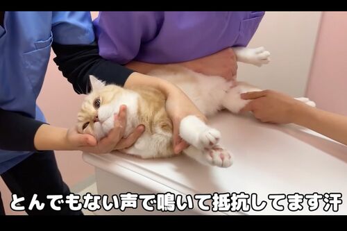 採血を抵抗する猫にカメラを回し続ける様子が炎上（『もちまる日記』YouTubeより）