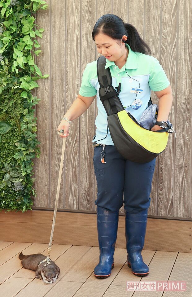 飼育員の川部さんに連れられてお散歩中のやまと　撮影／吉岡竜紀