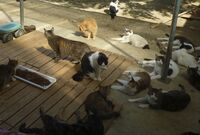 動物虐待、荒んだ現状に犬猫1700匹を救った女性が喝「エサだけあげる人は加害者」