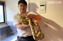 アミメニシキヘビ逃走騒動を終わらせた専門家の“天才的推理”