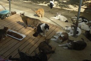 すべて不妊手術ずみ。猫舎はストレスなくのんびりとしている