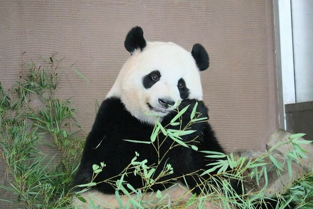 桃浜　とうひん（撮影／二木繁美）