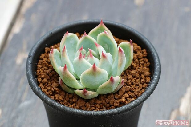 【エケベリア　桃太郎】バラの花のようなロゼット型の葉が美しく人気。育てやすく、南か東向きのベランダなら冬越しも可能。