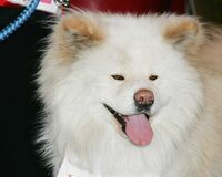 【写真特集】なでしこ“そっくり”ジャパン