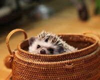 ハリネズミうに丸くん「スネて小屋へ逃げ込む姿も可愛い」