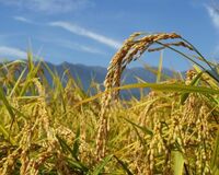 新潟女子は「魔性の女」、長野女子は「こっそり順位づけ」