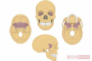 蝶形骨（色の濃い部分）は頭蓋骨の内側でほかの頭蓋骨のパーツとつながっている。蝶形骨を整えると頭蓋骨全体を調整できる