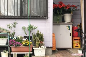 鈴木容疑者宅には、愛情をこめて育てた花がきれいに咲いていた
