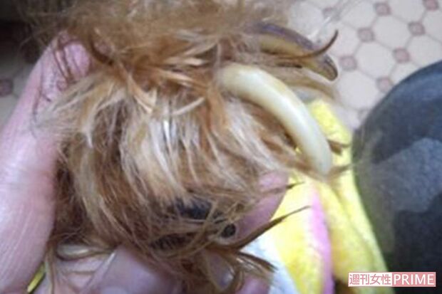 散歩もほとんど行われず爪は伸びっぱなし。歩行困難な犬も（Ｅｖａ提供）