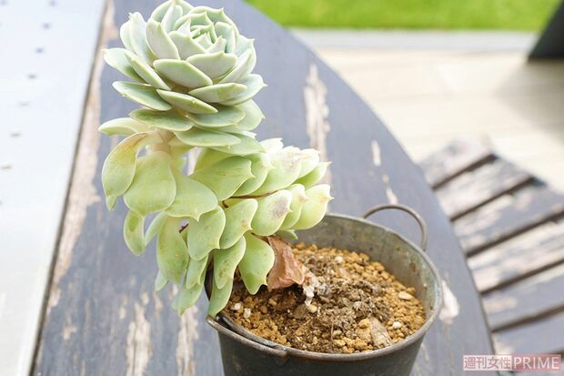 変な形に育ってしまったら？