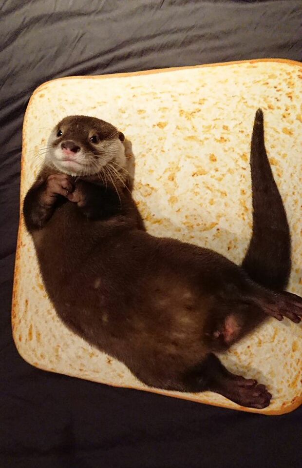 カワウソちぃたん☆