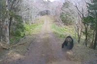 軽トラがヒグマに襲われフロントガラスにヒビ!「車内でも助かる保証ない」危険な“春の子連れ熊”