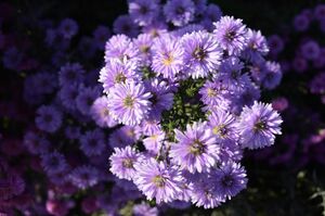 ※画像はイメージです