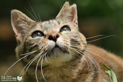 ノラ猫の大量不審死事件 が全国で発生 人間に疎まれ殺される 地域猫 のむごい現状 週刊女性prime